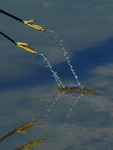 Silkkihaikara, Little Egret, Egretta garzetta